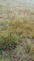 Eragrostis capensis