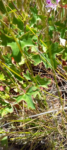 Pelargonium grandiflorum, photograph 6