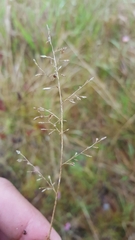 Eragrostis lateritica