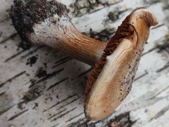 Cortinarius infractus