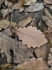 Quercus dentata
