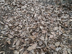 Quercus dentata