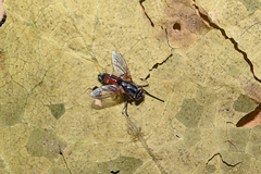 Cylindromyia