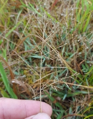 Eragrostis lateritica