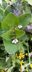 Teedia lucida