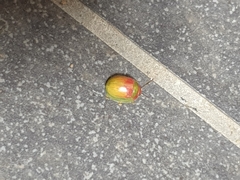 Paropsisterna simsoni