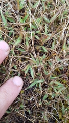 Eragrostis lateritica