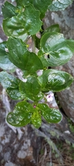 Teedia lucida