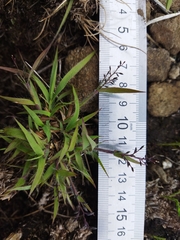 Eragrostis racemosa