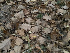 Quercus dentata