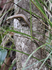 Concinnia tenuis