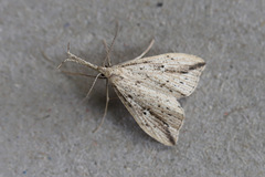 Trigonistis demonias