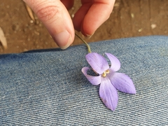 Wahlenbergia capillaris