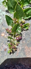 Teedia lucida