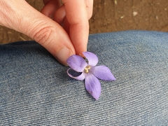 Wahlenbergia capillaris