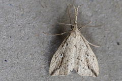 Trigonistis demonias