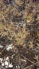 Eragrostis lateritica