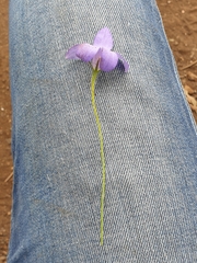 Wahlenbergia capillaris