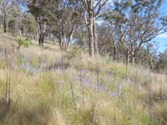 Wahlenbergia capillaris