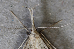 Trigonistis demonias