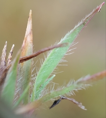Eragrostis lateritica