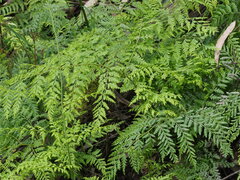 Calochlaena dubia