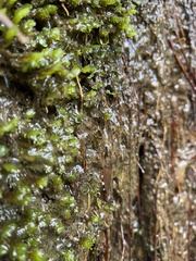 Cephalaeschna klotsae