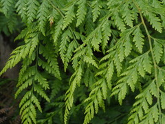 Calochlaena dubia