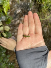 Cephalaeschna klotsae