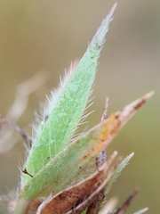 Eragrostis lateritica