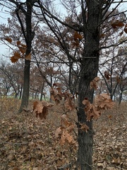 Quercus dentata