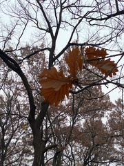 Quercus dentata