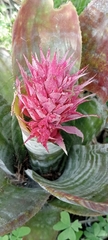 Aechmea fasciata
