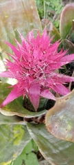 Aechmea fasciata