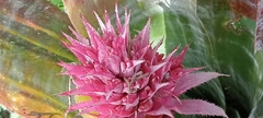 Aechmea fasciata