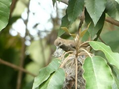 Cinnyris erythrocercus