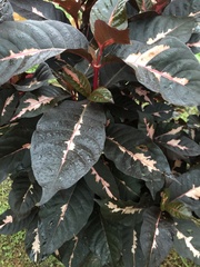 Graptophyllum