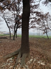 Quercus acutissima