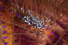 Zebrida adamsii