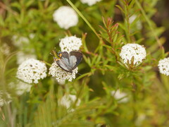 Platysace lanceolata