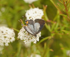 Jalmenus evagoras
