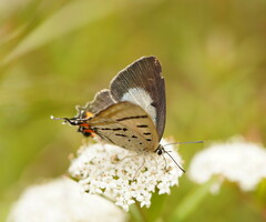 Jalmenus evagoras