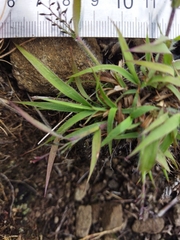 Eragrostis racemosa
