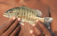 Lutjanus novemfasciatus