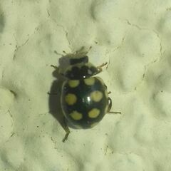 Coccinula quatuordecimpustulata