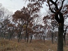 Quercus acutissima