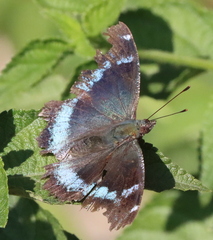 Kaniska canace