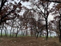 Quercus acutissima