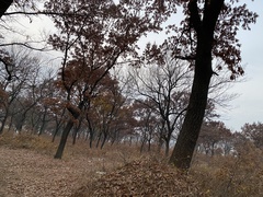 Quercus acutissima