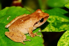 Pseudophilautus